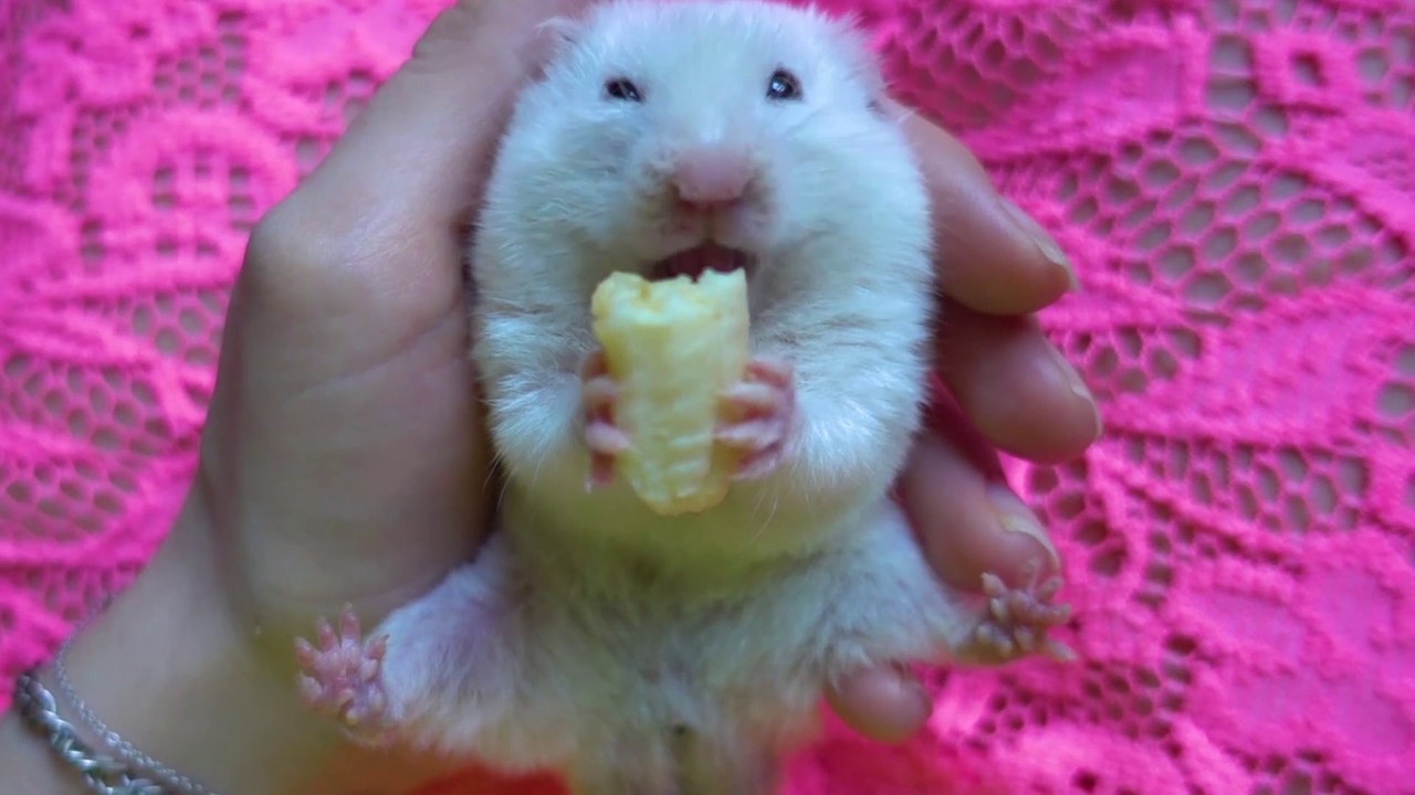 Cute Hamster Eating  ♥  Funny  and Cute Animals  ♥ Adorable Syrian Hamsters