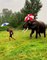 Irrésistible amitié : Cet éléphant aime son ami humain et l'imite à la perfection