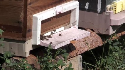 Bolu'nun "Arı Hastalıkları Haritası" çıkarılacak