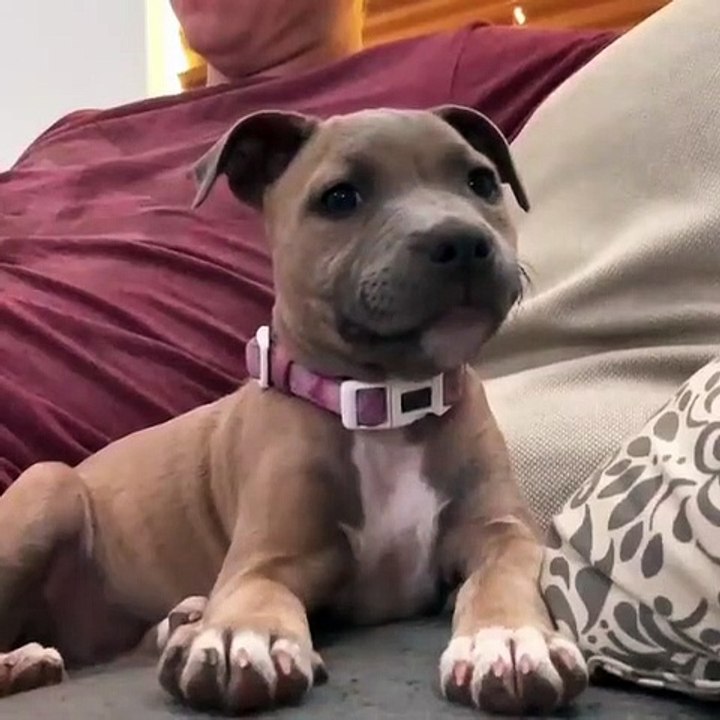 Ce petit toutou est un véritable don juan. Regardez le faire son interessant...