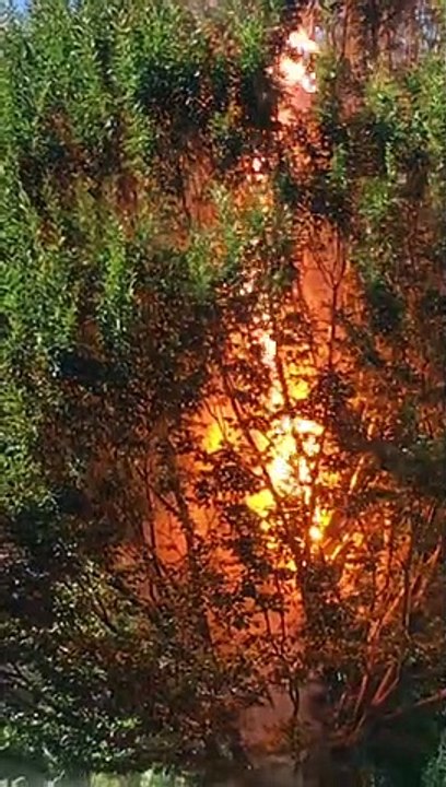 Power Line Arcs out Through Tree