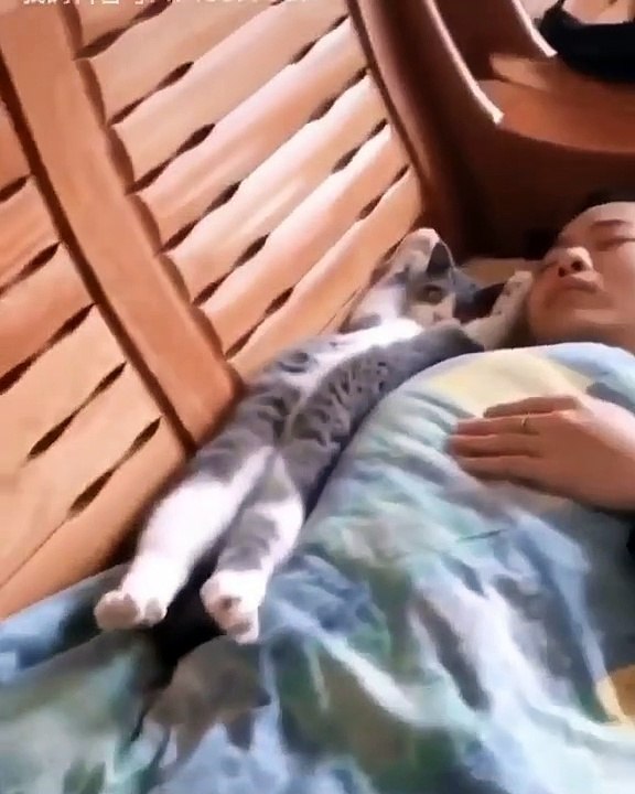 L'expression de ce chat va vous donner le fou rire. Cute !