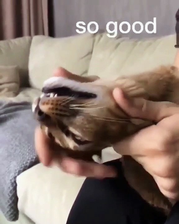 Ce félin est un gros paresseux qui découvre les joies du massage