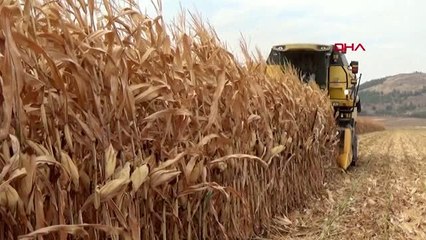 Gaziantep islahiye ve nurdağı'nda mısır hasadı başladı