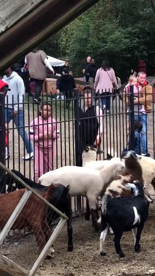 ⁣Goat Gets Rammed For Humping Another Goat