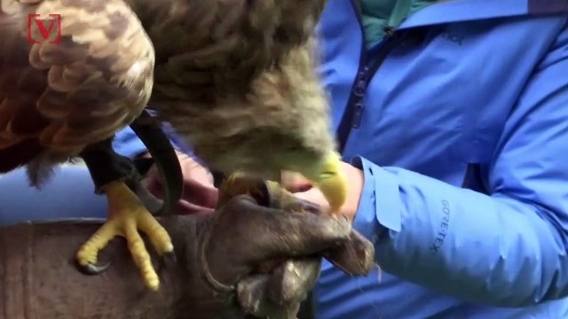 Eagle Flying Through Alps Equipped With a 360 Degree Camera Raises Awareness Of Climate Change