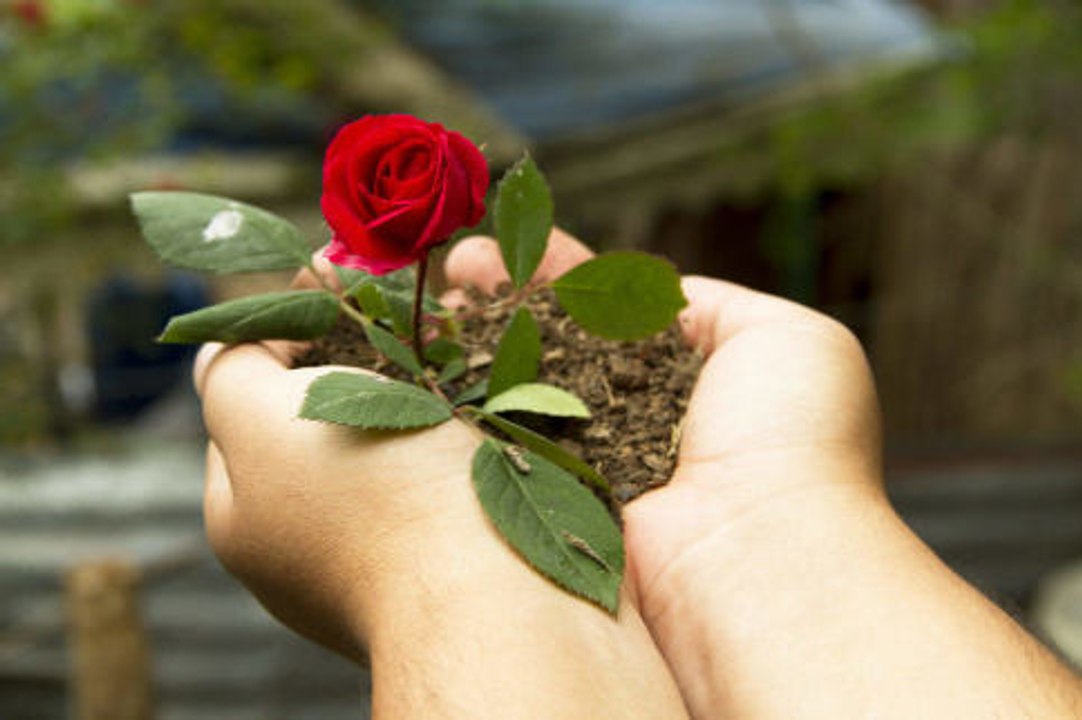 Wie pflegt man seinen Rosenstock?