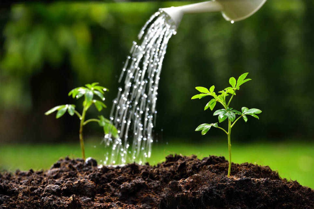 Tipps für eine gute Bewässerung