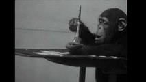 In mostra le opere di Congo, lo scimpanzè pittore