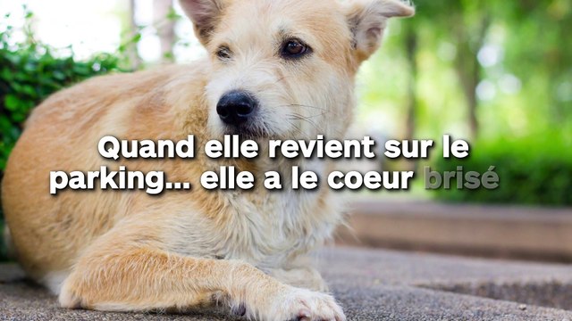 Elle va faire les courses avec sa chienne handicapée mais quand elle arrive sur le parking… elle a le coeur brisé !