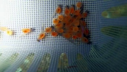 EPCAMR's Rainbow Trout Tank Eggs & Fry in Redds 10/9/2019