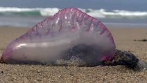Une galère portugaise retrouvée sur une plage au Royaume-Uni