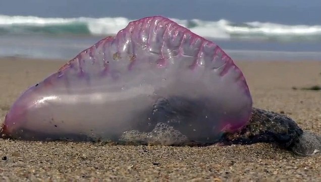 Une galère portugaise retrouvée sur une plage au Royaume-Uni
