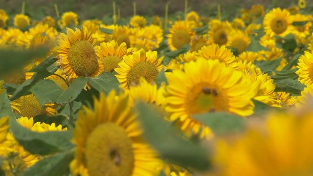 가을꽃 만발 황룡강 꽃잔치로 오세요 / YTN