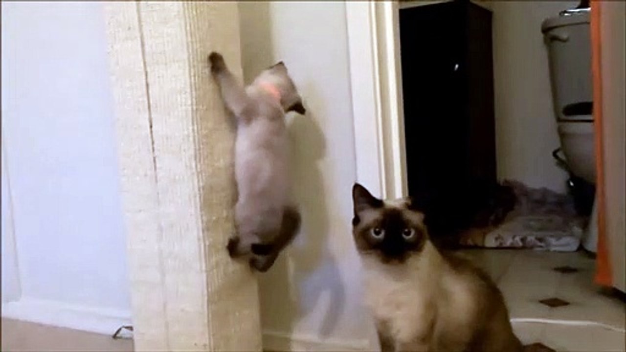 Squeezable Siamese kittens, 6 weeks!_2