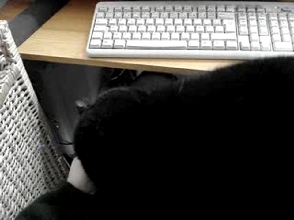 sami le chat noir