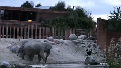 Imprudente se mete en el recinto de los elefantes en un zoo y pasa esto…