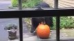 Halloween : cet ours vole la citrouille devant la maison !