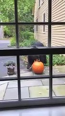 Download Video: Halloween : cet ours vole la citrouille devant la maison !