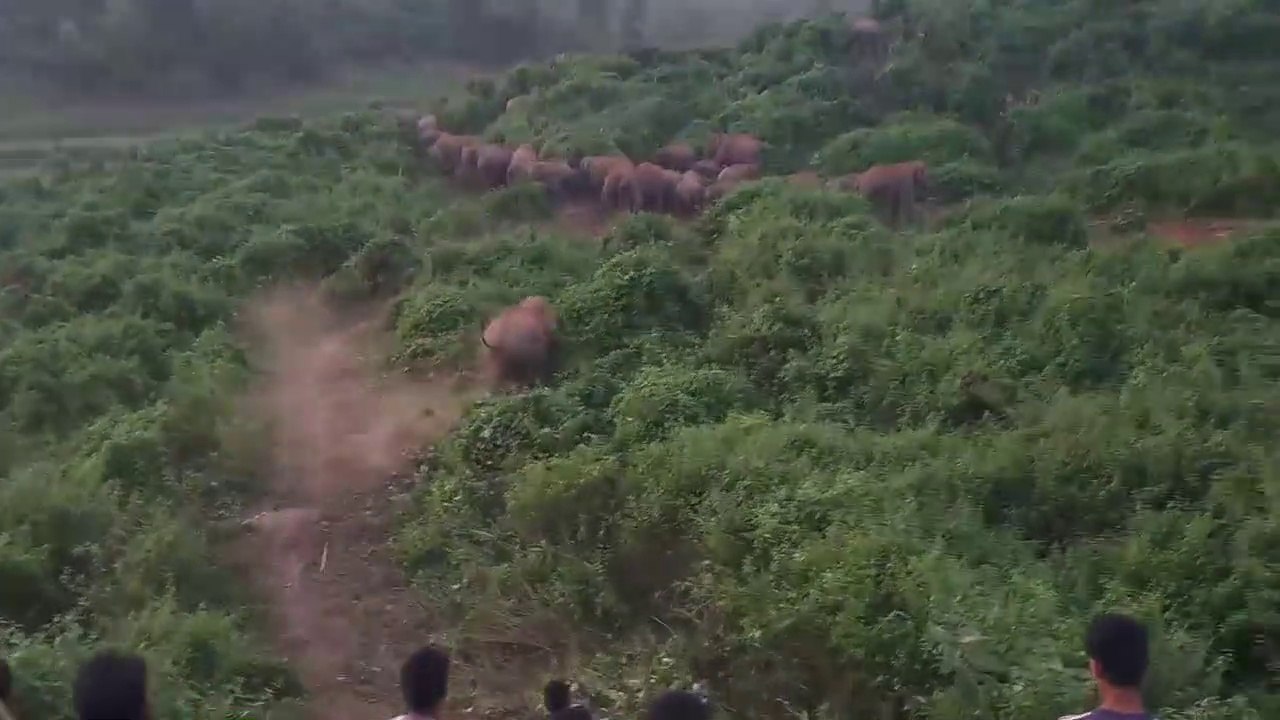 Ces indiens s'amusent à taquiner des éléphants sauvages... Risqué