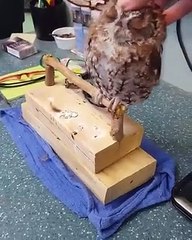 Cette chouette adore les grattouilles sur la tête