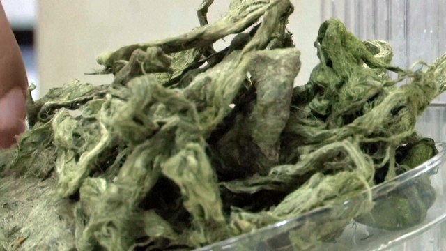 Algae Can Filter Water To Make It Drinkable