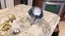 Friendly parrot gives spoon lessons to scary bird