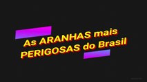  As ARANHAS mais PERIGOSAS do Brasil