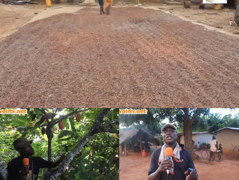 Côte d’Ivoire: Le nouveau prix du cacao fixé par le gouvernement critiqué par les producteurs