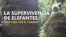 La supervivencia de elefantes, afectada por el turismo