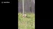 Incredibly rare 'spirit bear' spotted in Canadian wild