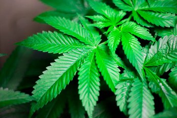 Le cannabis thérapeutique bientôt expérimenté en France ?