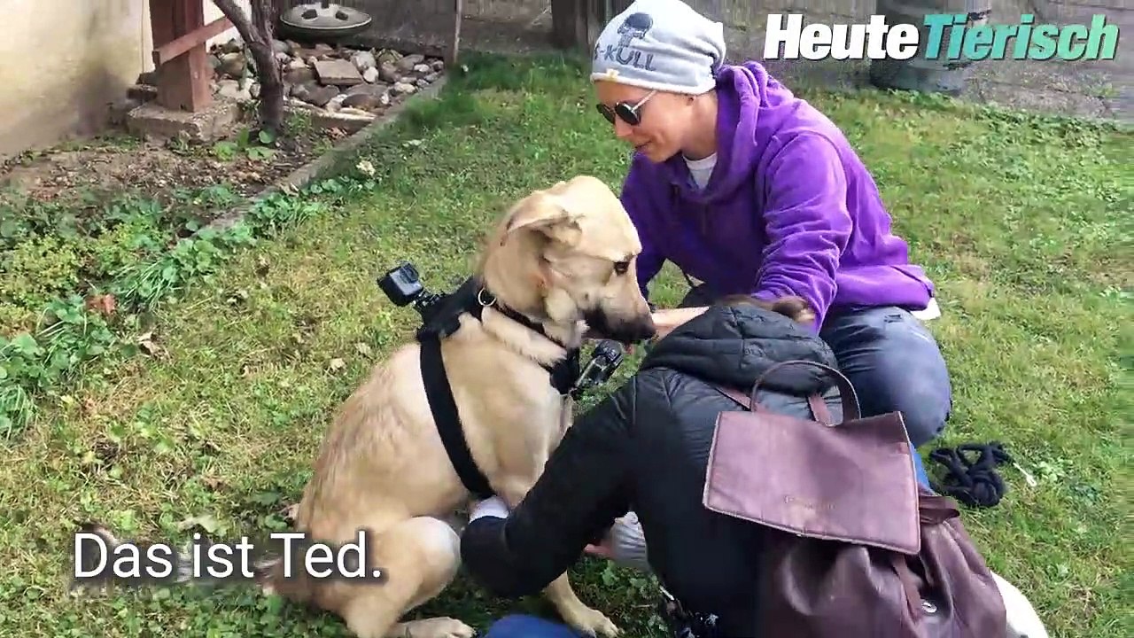 Zum Welthundetag: Acht Fragen an Virginia Ernst