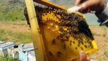 Ordu'da üretilen arı sütünün gramı 7, kilosu 7 bin TL