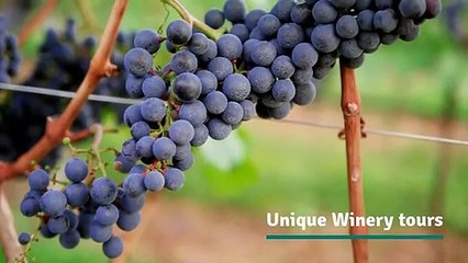 Creasy Bear Tour- South Coast Winery Tours