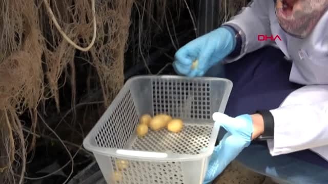 Niğde topraksız patates üretiminde verim arttı