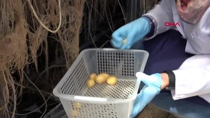 Niğde topraksız patates üretiminde verim arttı