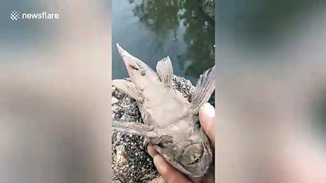 'Dead' fish comes back to life after Chinese pours water over it