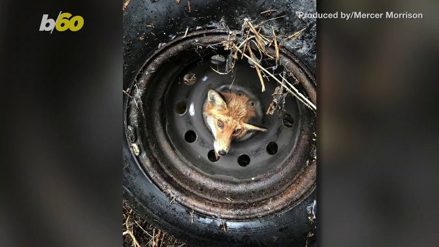 Outfoxed! Animal Rescue Team Helps Free Fox With Head Stuck In Tire Wheel!