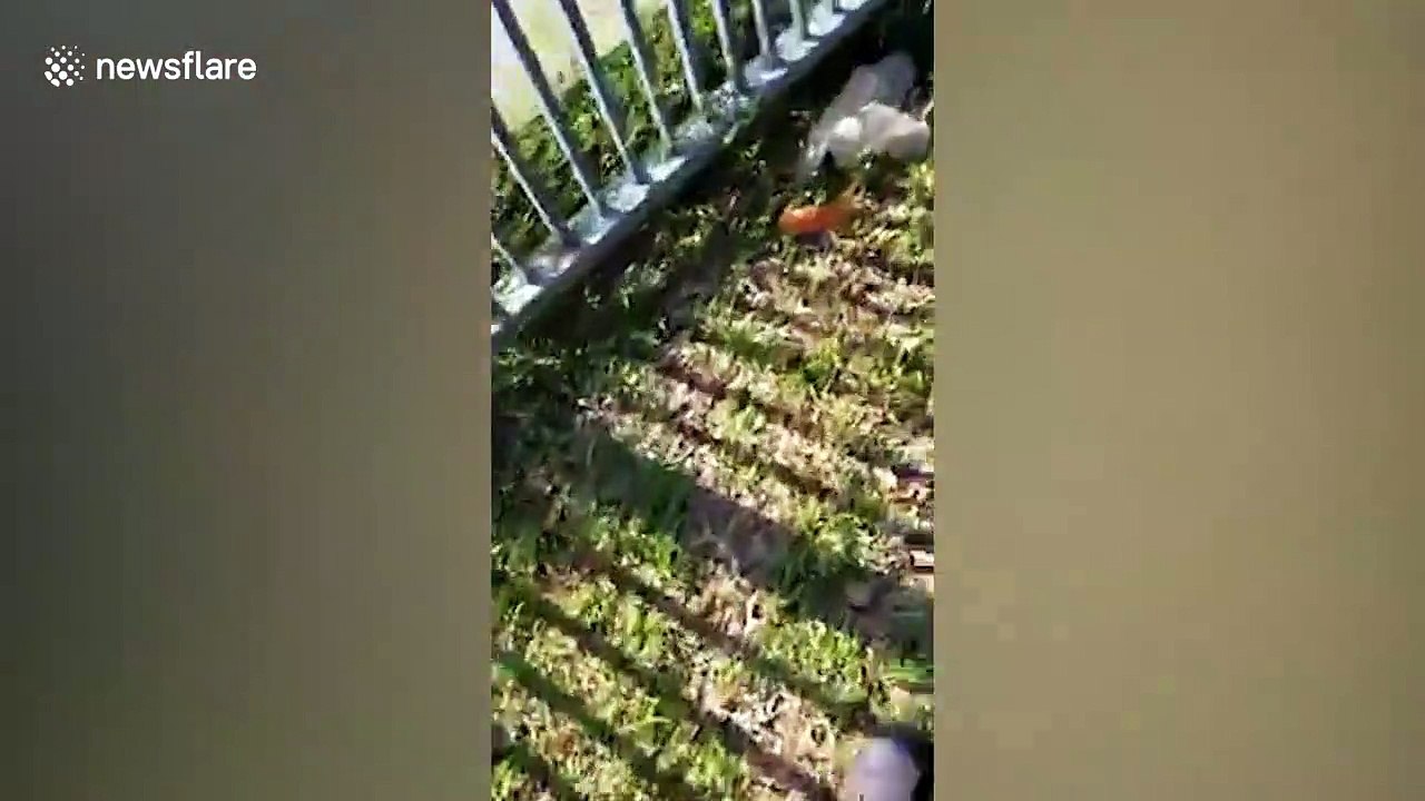 Terrified locals see crocodile lurking next to dam in Malaysia