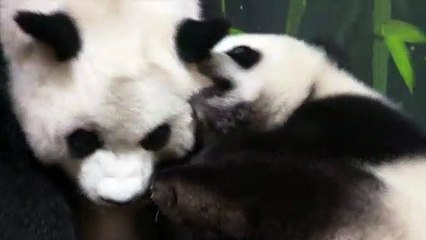 Baby panda that bites her mother.