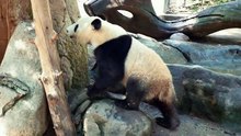 Panda Bears Enjoying a Walk