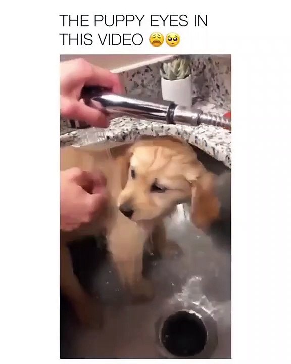 Ce mignon toutou découvre les joies de la baignade