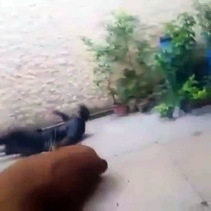 Cow Qurbani | Funny Compilation of Cow Running...