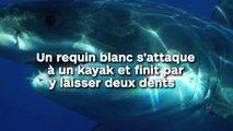 Un requin blanc s'attaque  à un kayak et finit par  y laisser deux dents !