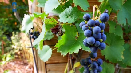 Fünf Top-Winzer, 14 ausgesuchte Weine, ein exklusives Sechs-Gänge-Menü