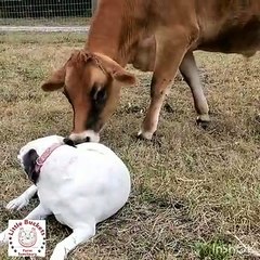 Un chien et un veau se lient d’amitié. Emouvant !