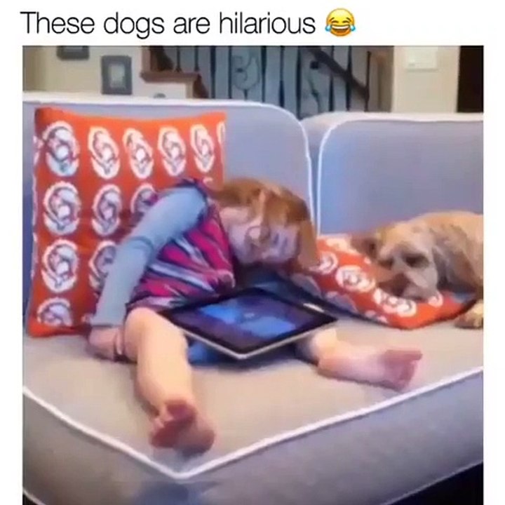 Diaporama rigolo de chien. les toutous sont les meilleurs !