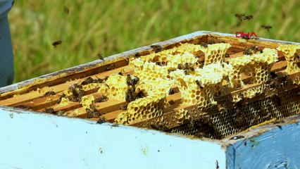 Arı sütünün kilosu ne kadara satılıyor?