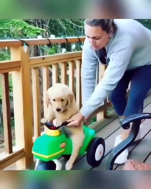 Trop chou ! Cet adorable toutou reussit a faire du velo pour la premiére fois. Mais attendez de découvrir les autres